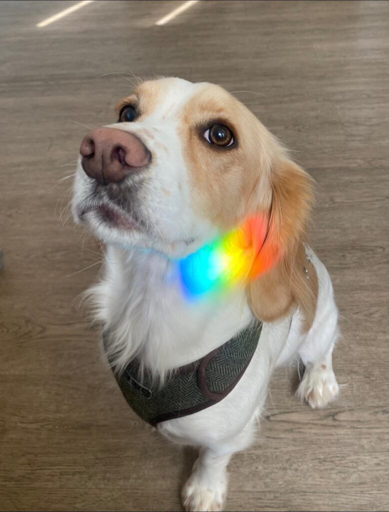 Jarvis our office-morale-booster